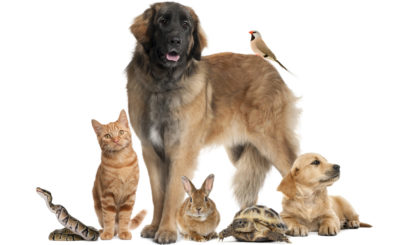 Pet supplies for dropship